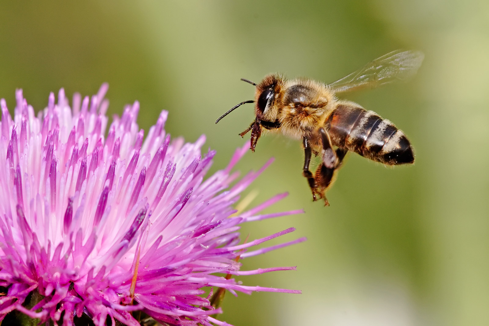 From: http://upload.wikimedia.org/wikipedia/commons/e/e0/Honeybee_landing_on_milkthistle02.jpg