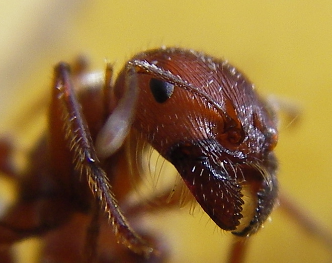 From: http://commons.wikimedia.org/wiki/File:Ant_head_closeup.jpg