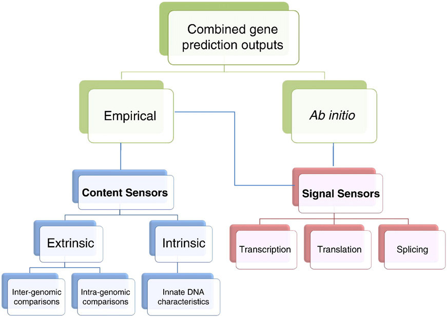Gene prediction models