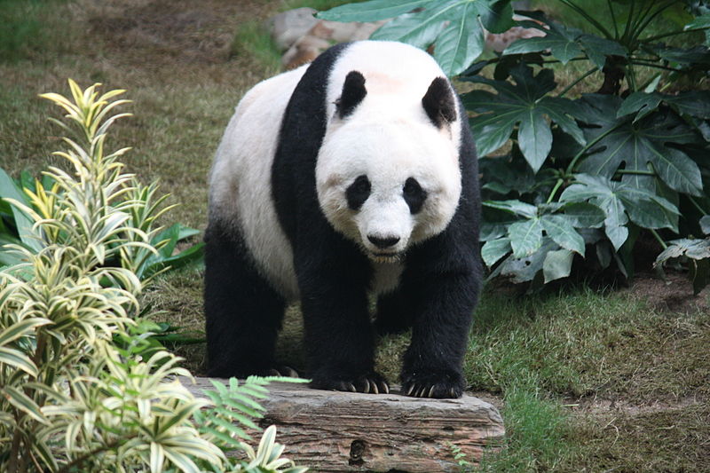 http://en.wikipedia.org/wiki/File:Grosser_Panda.JPG