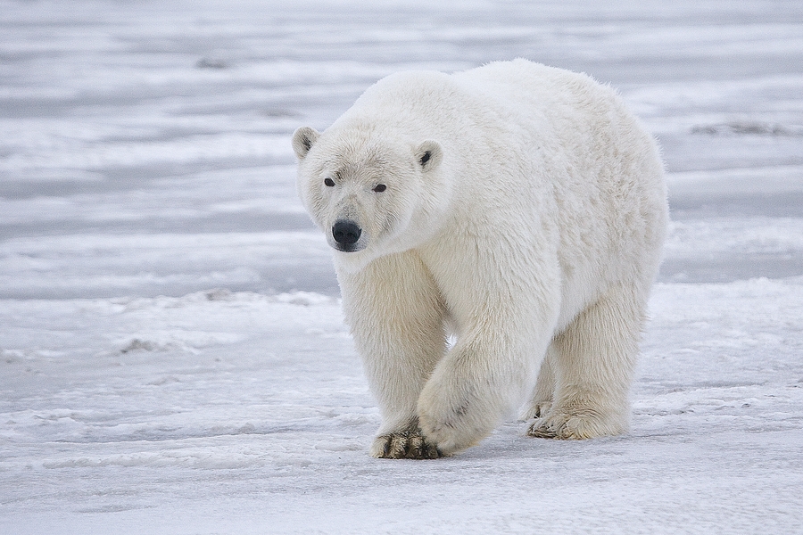 http://en.wikipedia.org/wiki/File:Polar_Bear_-_Alaska.jpg